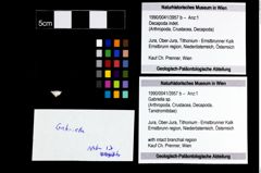 Foto (Objekt + Etikett) von Gabriella sp.  (NHMW-GEO-1990-0041-3957b)